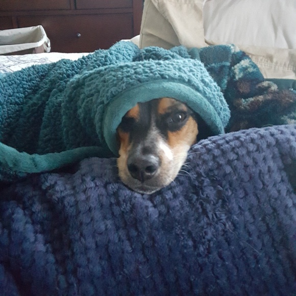 Meet your Posher, Audrey - Picture 4 of 8